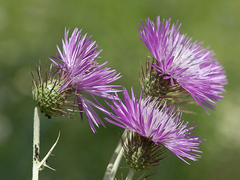 Cardo fino (Carduus carlinifolius)