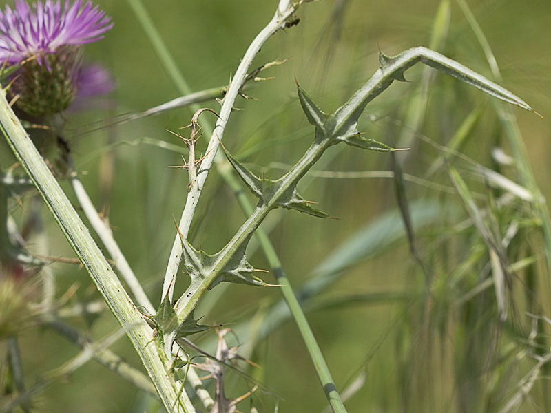 Cardo fino (Carduus carlinifolius)