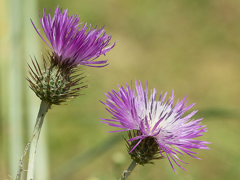 Cardo fino (Carduus carlinifolius)