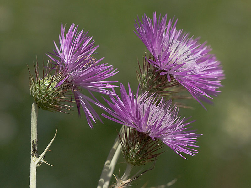 Cardo fino (Carduus carlinifolius)