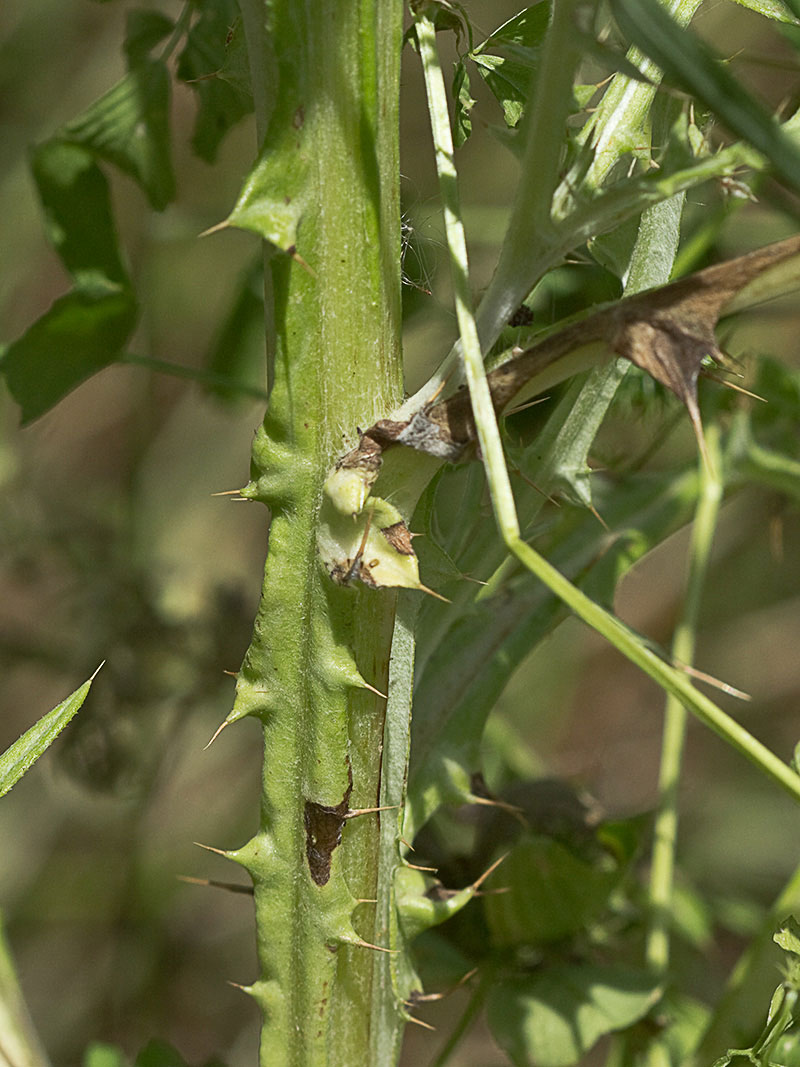 Cardo fino (Carduus carlinifolius)