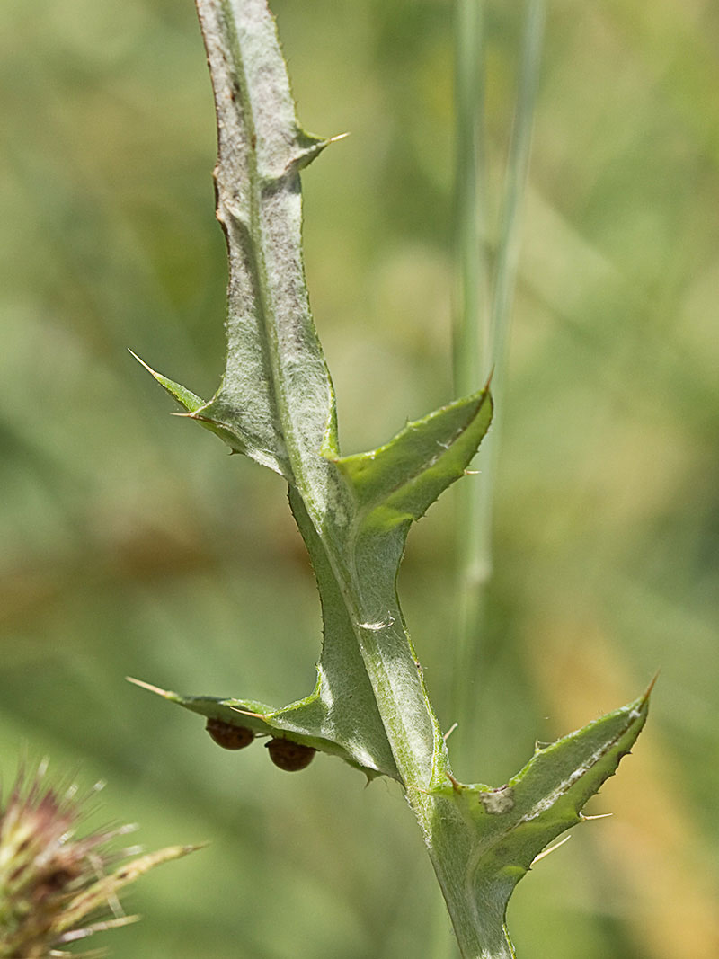 Envés de la hoja del Cardo fino (Carduus carlinifolius)