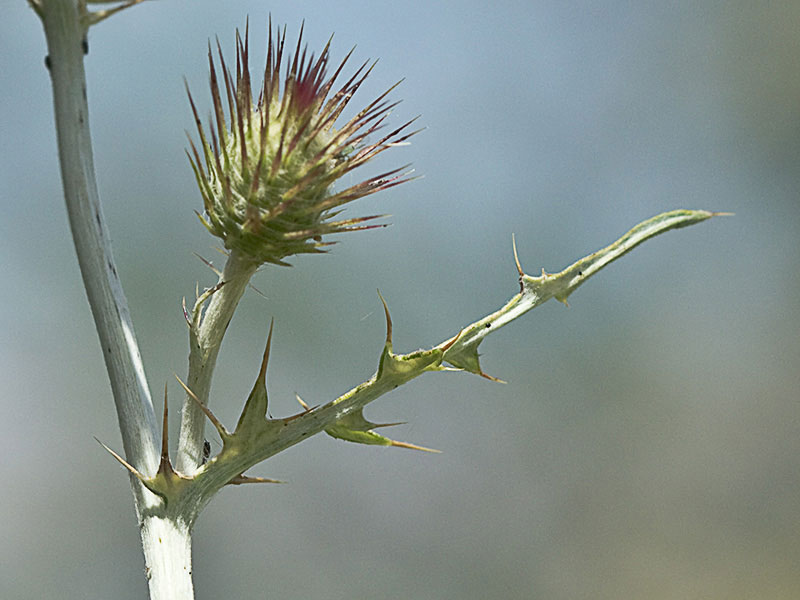 Cardo fino (Carduus carlinifolius)