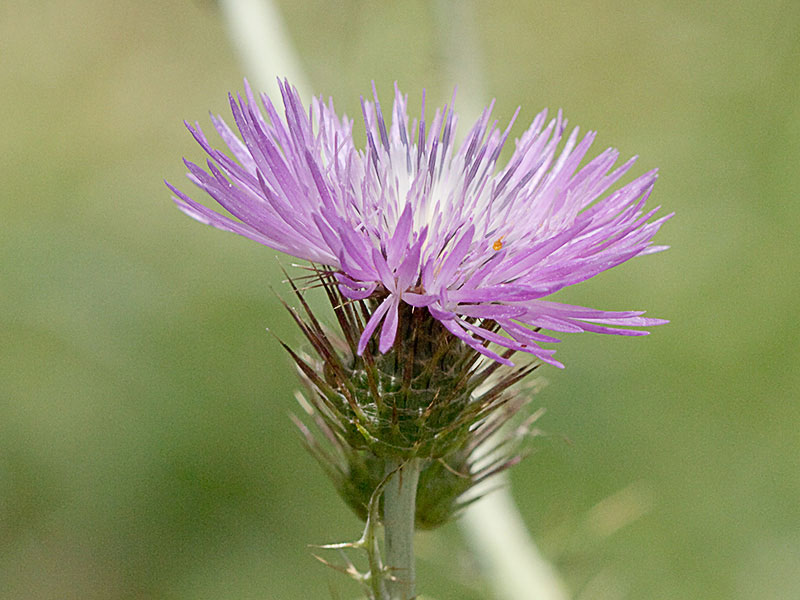 Cardo fino (Carduus carlinifolius)
