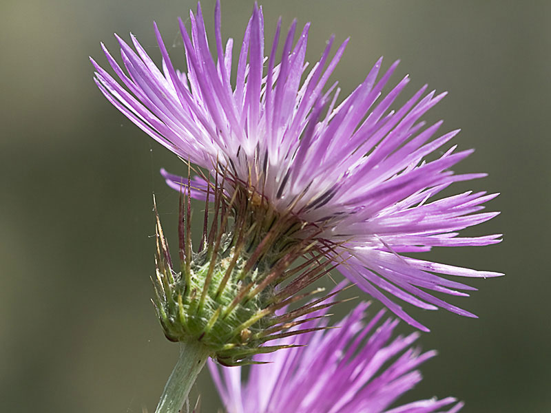 Cardo fino (Carduus carlinifolius)