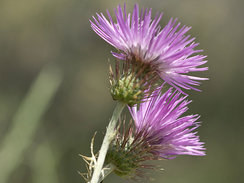 Cardo fino (Carduus carlinifolius)