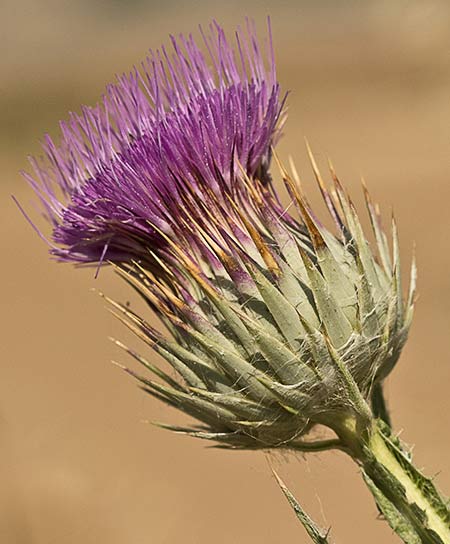 Onopordum nervosum