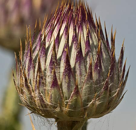 Onopordum nervosum