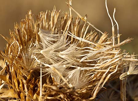 Cardo gigante, cardo borriquero (Onopordum nervosum), semillas