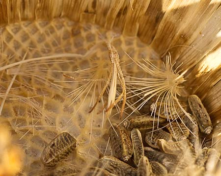 Cardo gigante, cardo borriquero (Onopordum nervosum), semillas