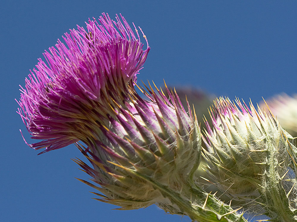 Cardo gigante, cardo borriquero (Onopordum nervosum)
