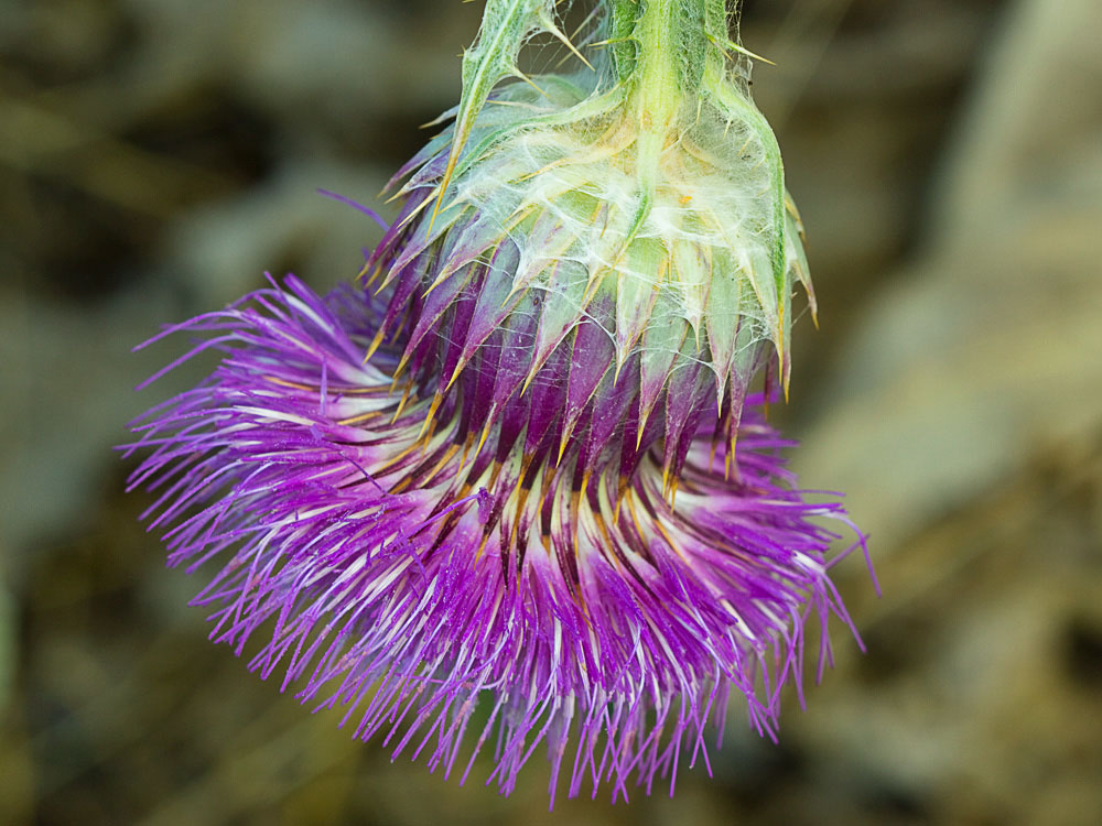 Cardo gigante, cardo borriquero (Onopordum nervosum)