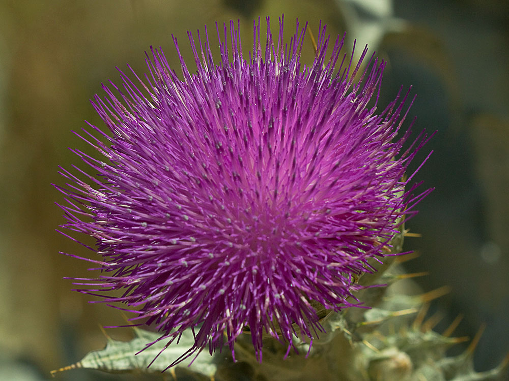 Cardo gigante, cardo borriquero (Onopordum nervosum)