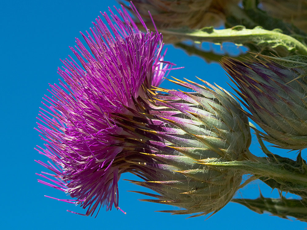 Cardo gigante, cardo borriquero (Onopordum nervosum)