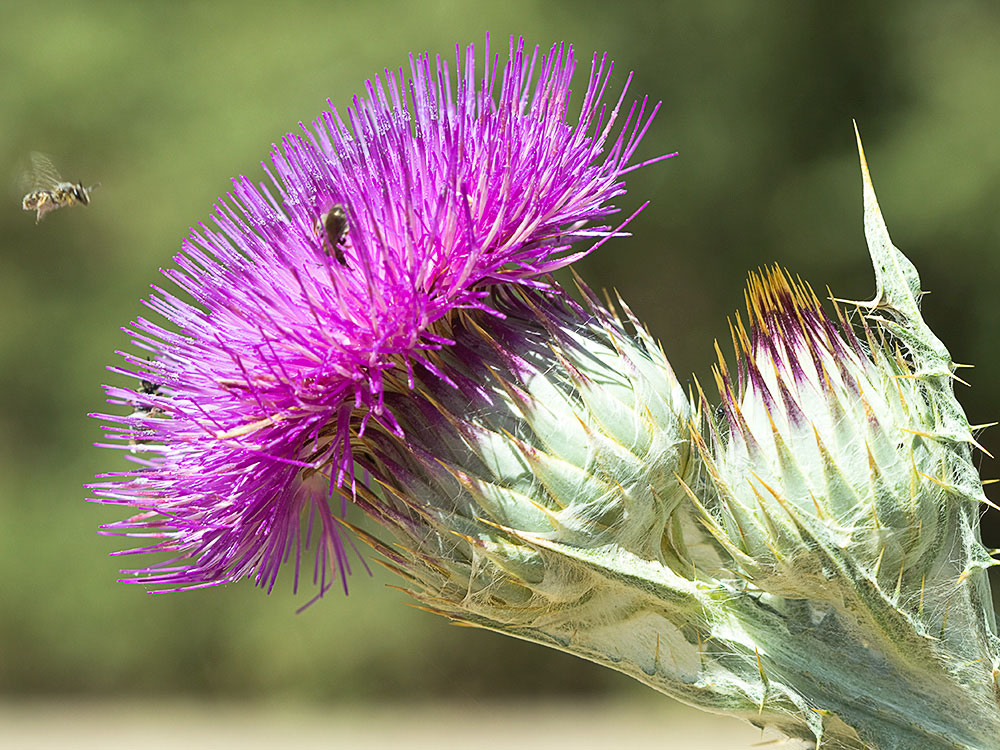 Cardo gigante, cardo borriquero (Onopordum nervosum)