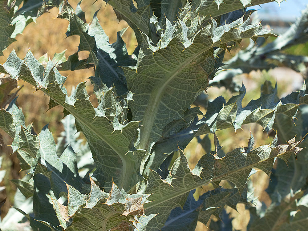 Cardo gigante, cardo borriquero (Onopordum nervosum)