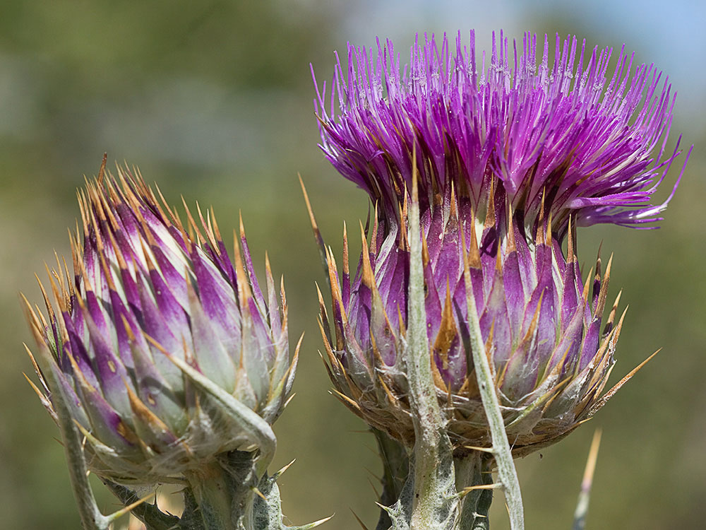 Cardo gigante, cardo borriquero (Onopordum nervosum)
