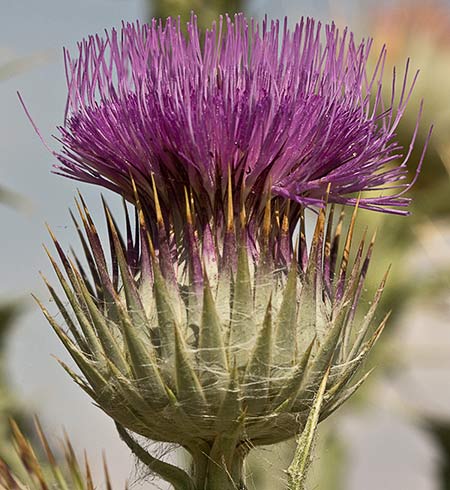 Onopordum nervosum. Flor