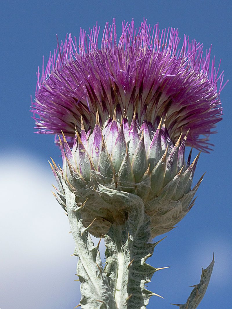 Cardo gigante, cardo borriquero (Onopordum nervosum)