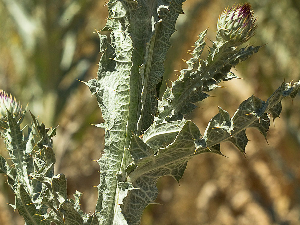 Tallo del Cardo gigante, cardo borriquero (Onopordum nervosum)