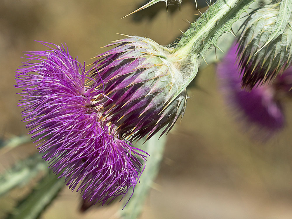 Cardo gigante, cardo borriquero (Onopordum nervosum)