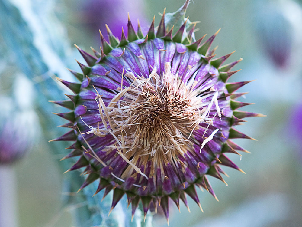 Cardo gigante, cardo borriquero (Onopordum nervosum)