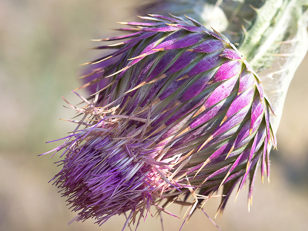 Cardo gigante, cardo borriquero (Onopordum nervosum)