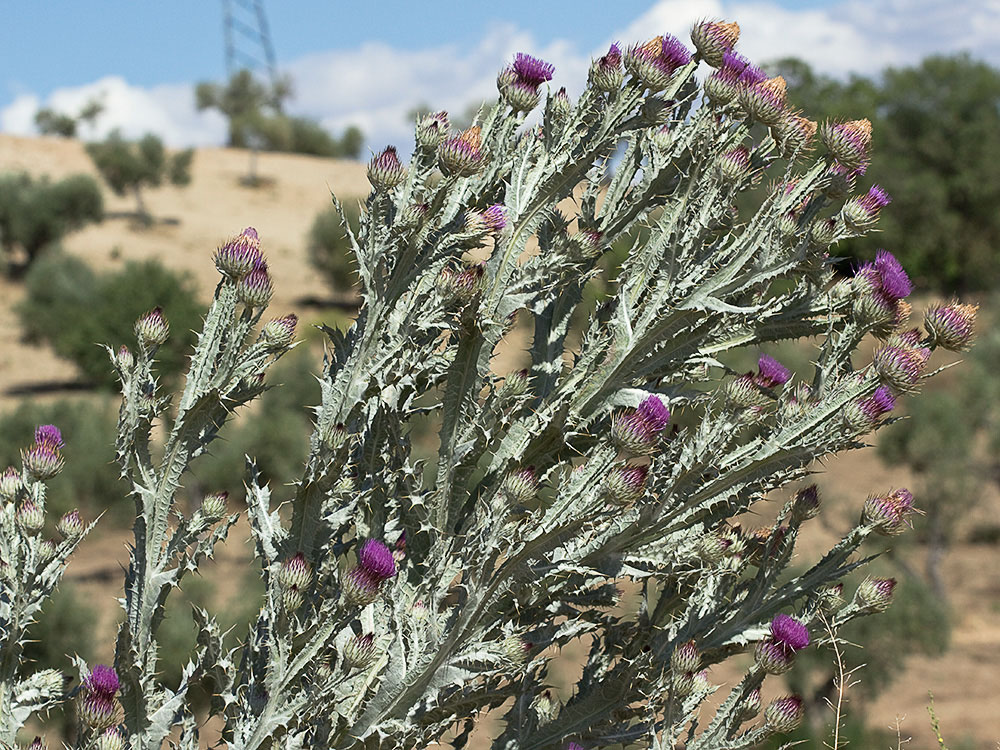 Densa mata de Cardo gigante, cardo borriquero (Onopordum nervosum)