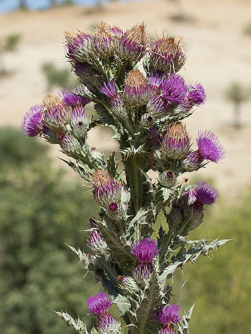 Cardo gigante, cardo borriquero (Onopordum nervosum)