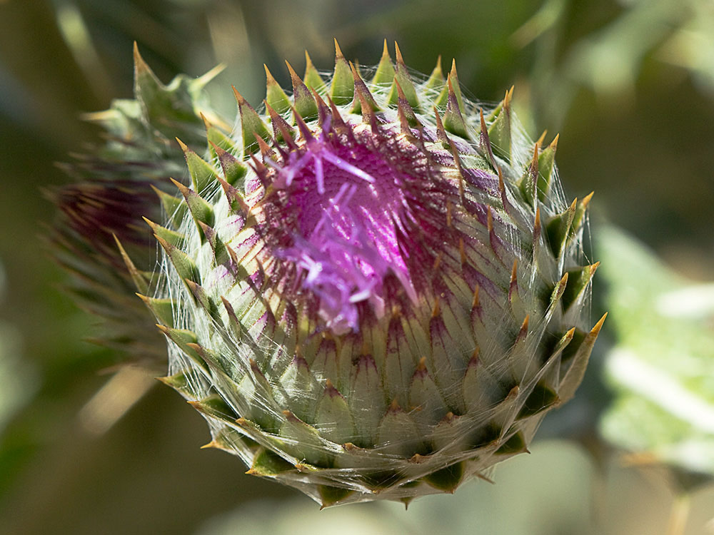 Inflorescencia al inicio de la antesis del Cardo gigante, cardo borriquero (Onopordum nervosum)