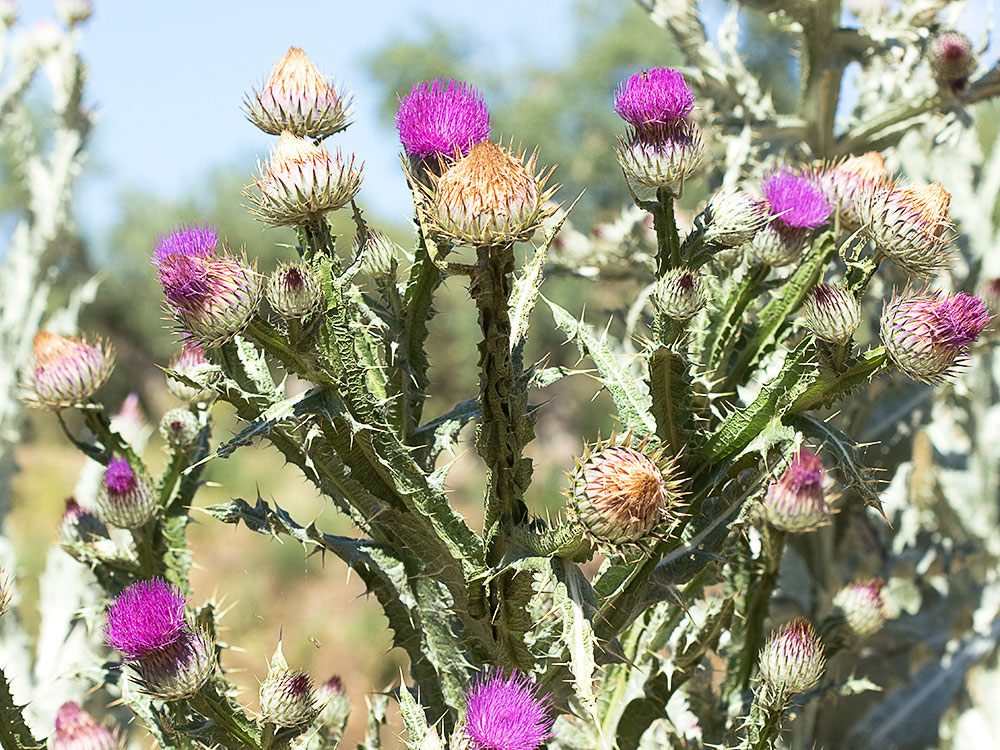 Cardo gigante, cardo borriquero (Onopordum nervosum)