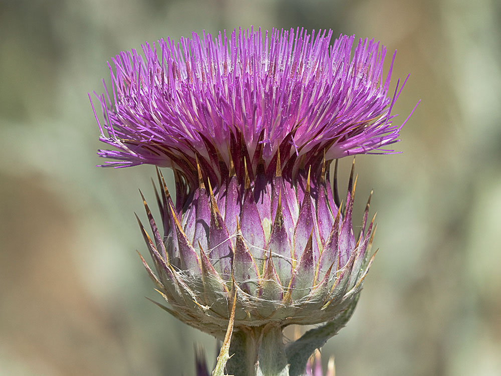 Inflorescencia del Cardo gigante, cardo borriquero (Onopordum nervosum)