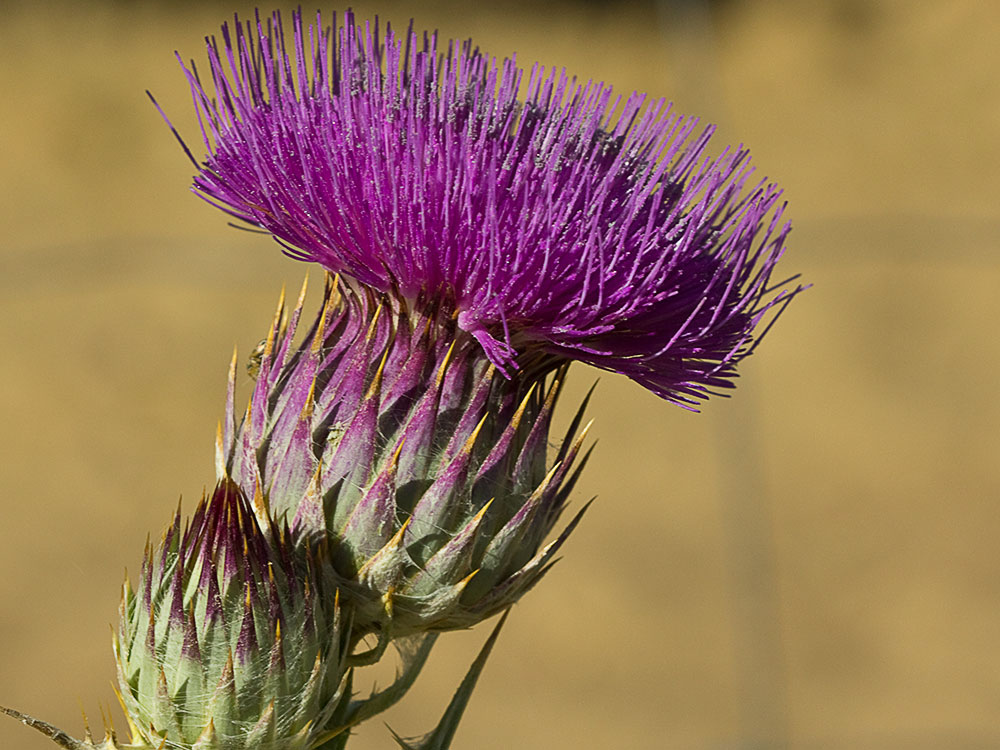 Cardo gigante, cardo borriquero (Onopordum nervosum)