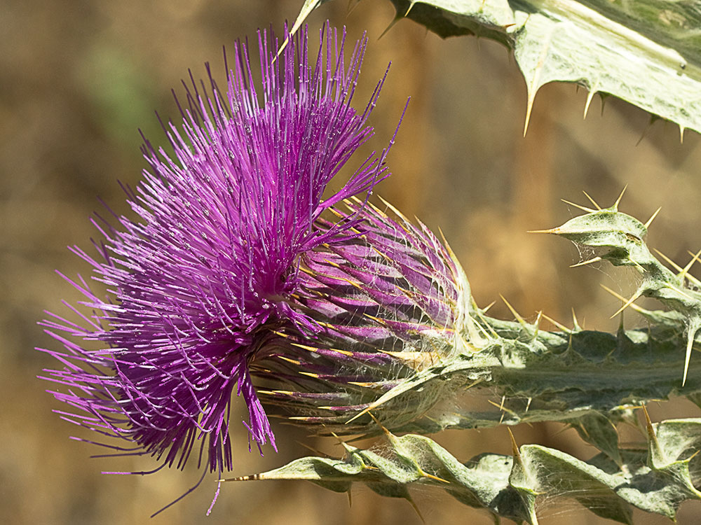 Cardo gigante, cardo borriquero (Onopordum nervosum)