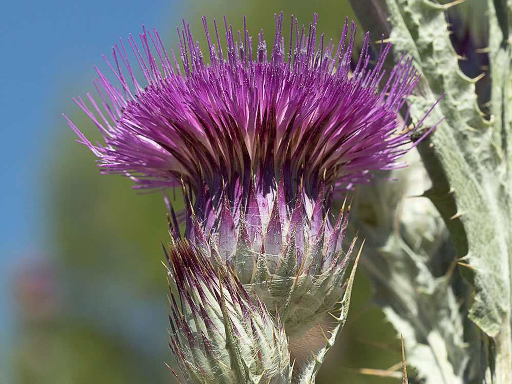 Cardo gigante, cardo borriquero (Onopordum nervosum)
