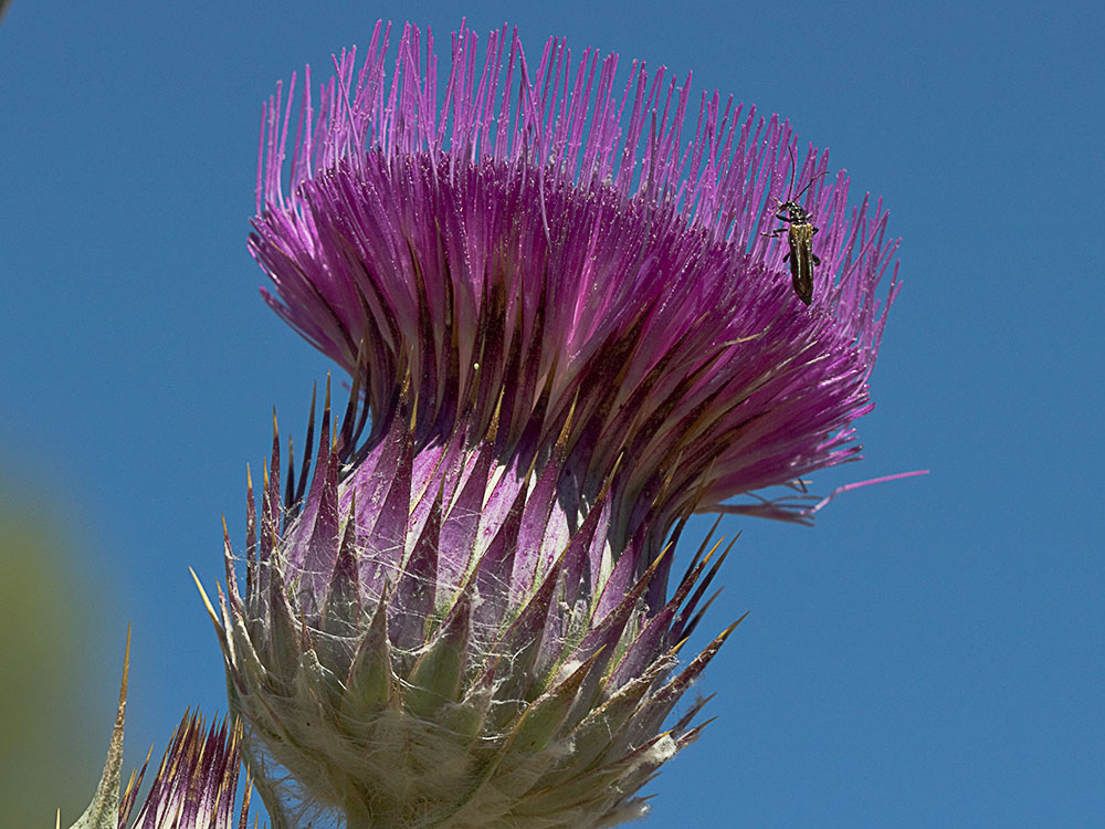 Cardo gigante, cardo borriquero (Onopordum nervosum)