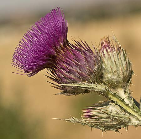 Onopordum nervosum. Inflorescencia