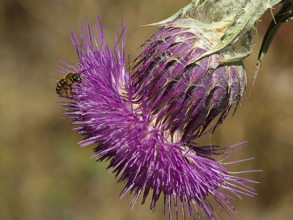 Cardo gigante, cardo borriquero (Onopordum nervosum)