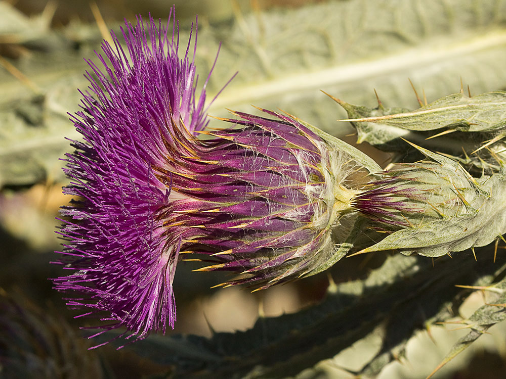Cardo gigante, cardo borriquero (Onopordum nervosum)