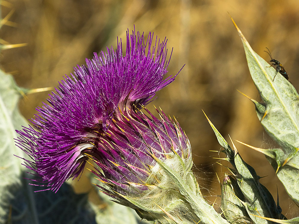 Cardo gigante, cardo borriquero (Onopordum nervosum)