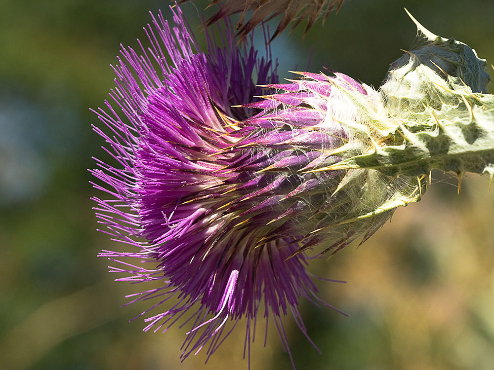 Cardo gigante, cardo borriquero (Onopordum nervosum)