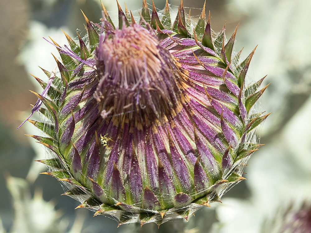 Cardo gigante, cardo borriquero (Onopordum nervosum)