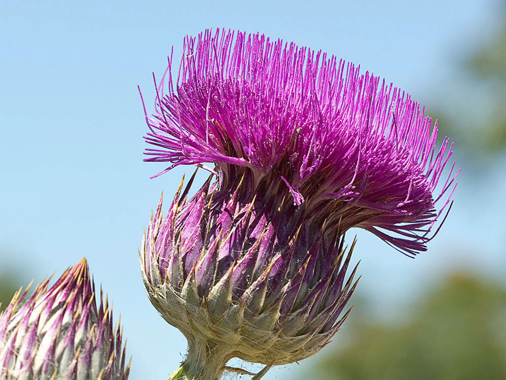 Cardo gigante, cardo borriquero (Onopordum nervosum)
