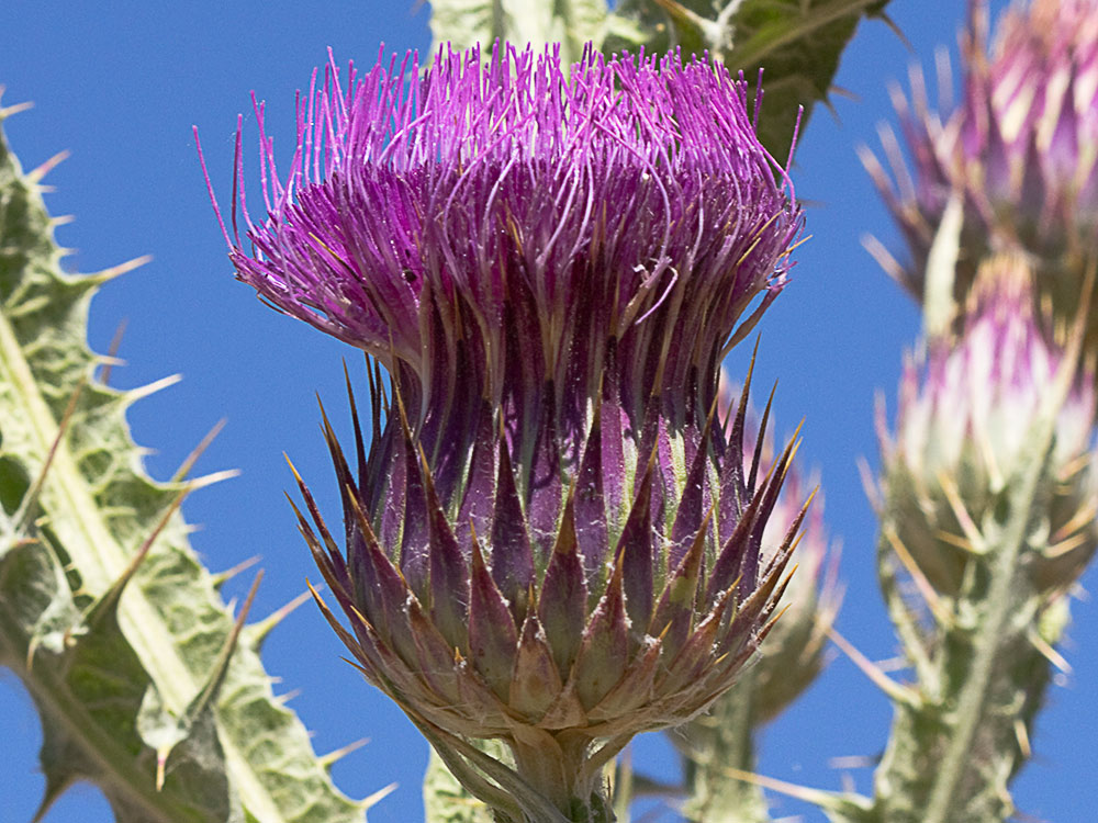 Cardo gigante, cardo borriquero (Onopordum nervosum)