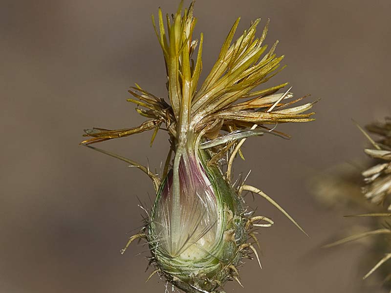 Capítulo seccionado del Cardo Lanudo (Carthamus lanatus)