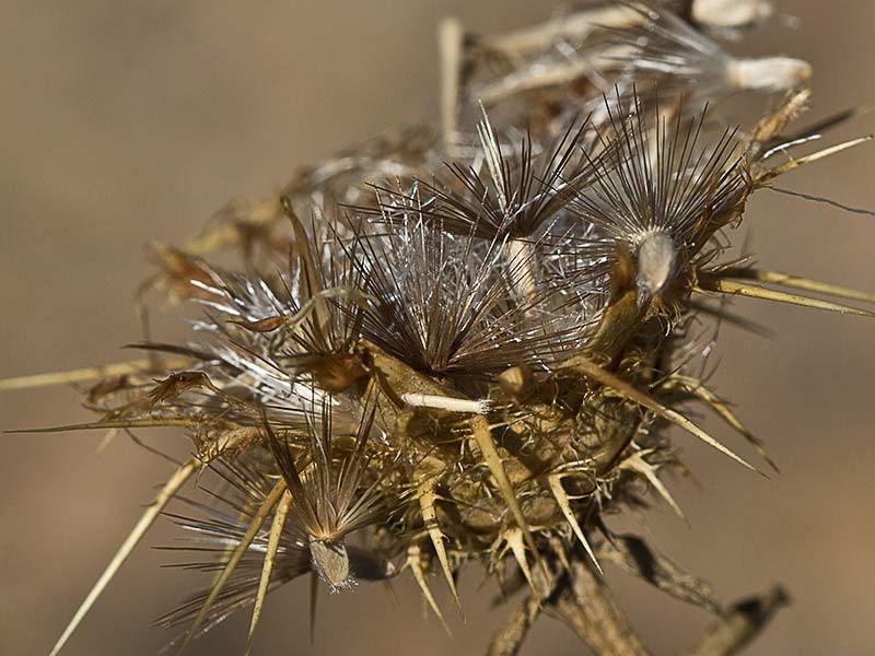 Cipselas, semillas y vilanos del Cardo Lanudo (Carthamus lanatus)