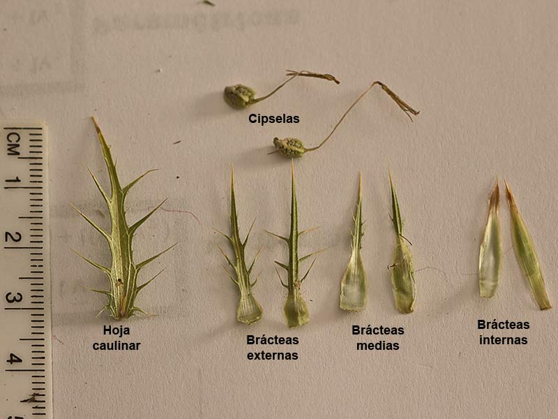Hoja, cipsela y tipos de brácteas del Cardo Lanudo (Carthamus lanatus)
