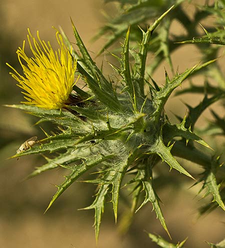 Flor de cardo lanudo (Carthamus lanatus)