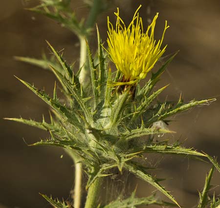 Flor del cardo lanudo (Carthamus lanatus)