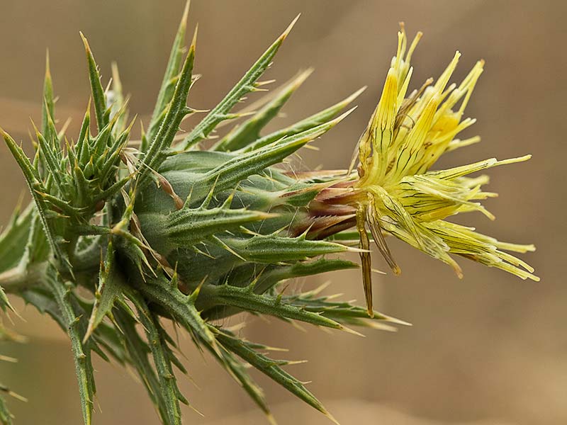 Capítulo del Cardo Lanudo (Carthamus lanatus)